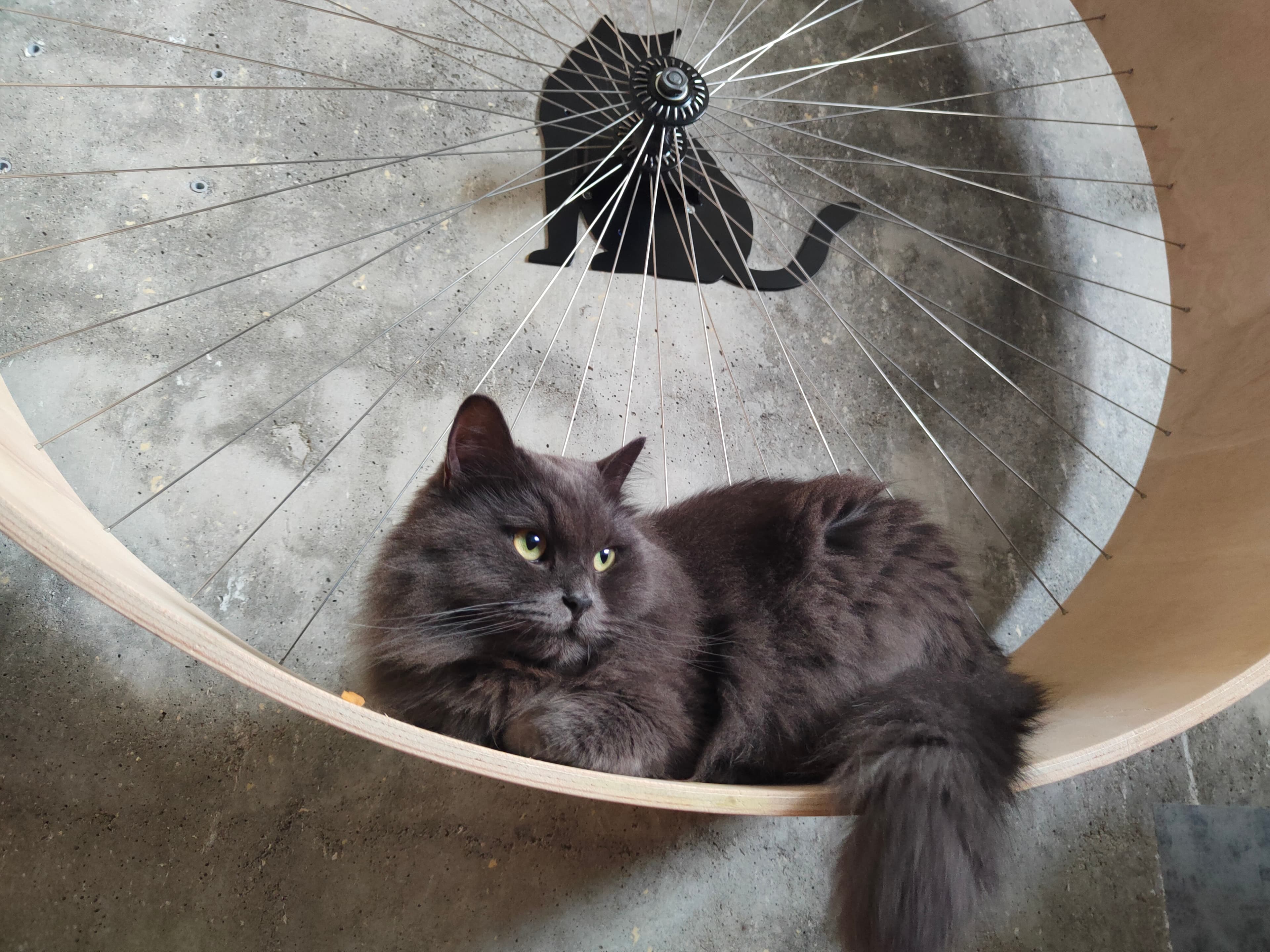 Ergonomic wall-mounted cat wheel demonstrating straight spine posture during exercise